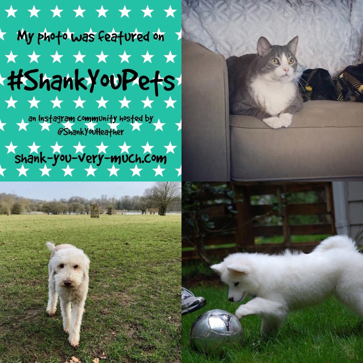 Shank You Pets week 13