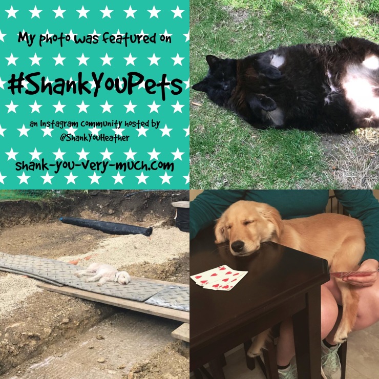 a collage with a fat cat showing his belly, a dog sleeping while playing poker, and another dog sleeping in the middle of construction.